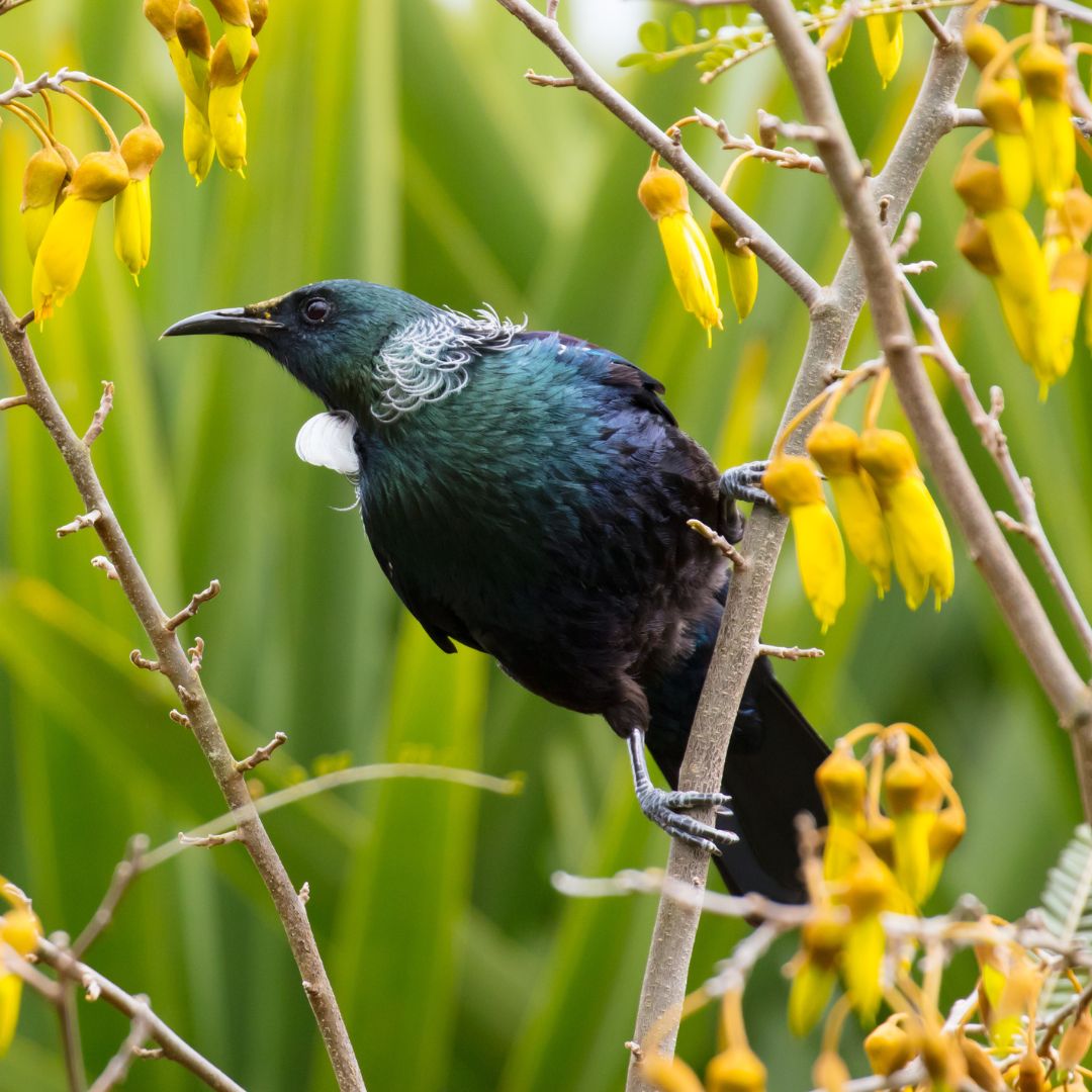 Wild Birds of the Illawarra